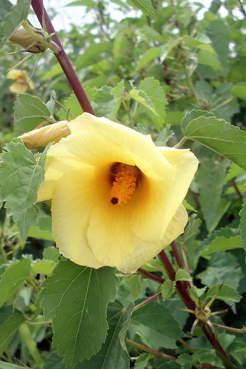 Изображение особи Hibiscus calyphyllus.