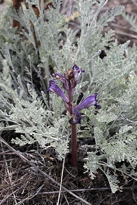 Image of Orobanche amoena specimen.