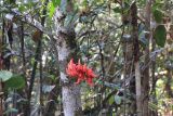 семейство Fabaceae. Соцветие на ветке. Мадагаскар, провинция Туамасина, регион Алаотра-Мангоро, национальный парк \"Андасибе-Мантадия\". 14.10.2016.