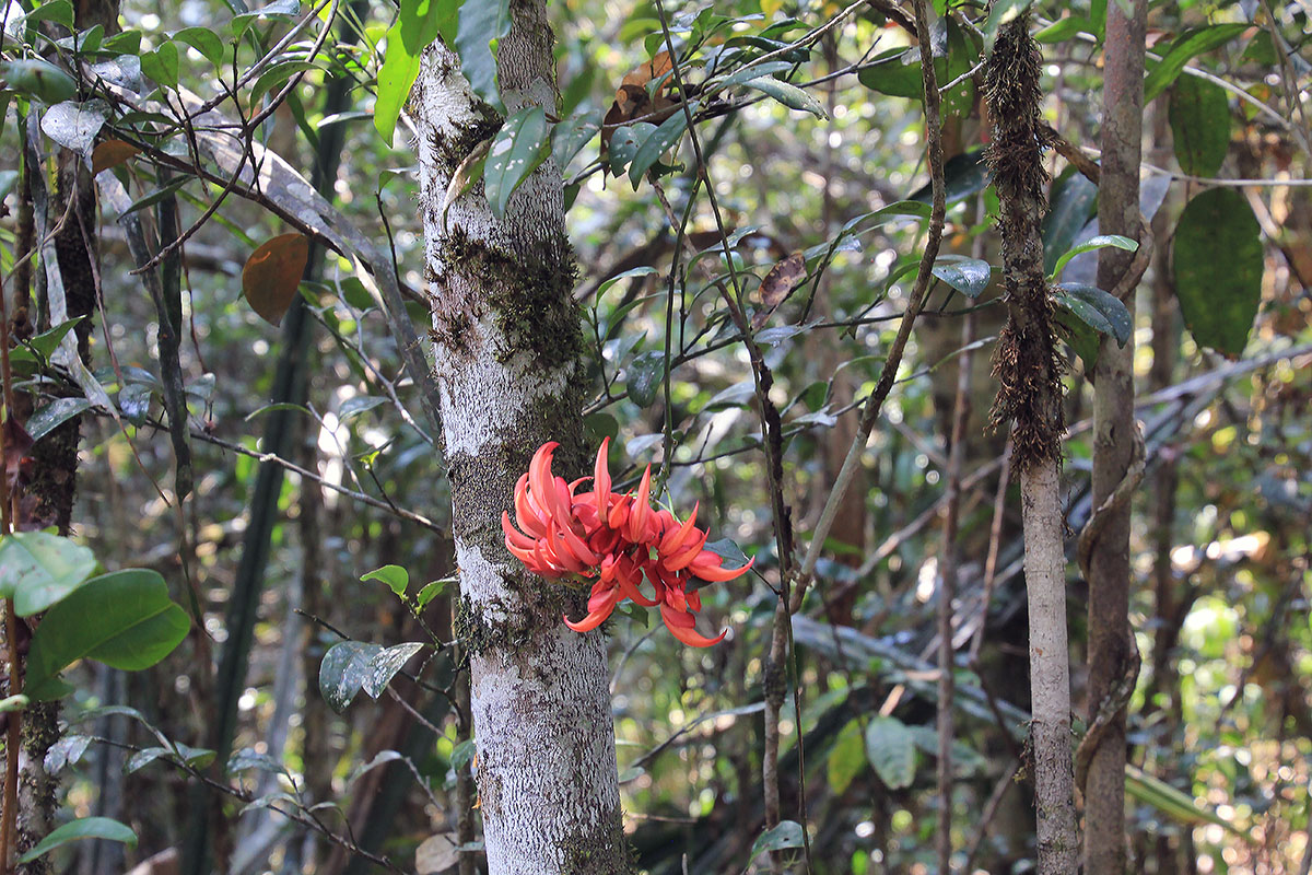 Image of familia Fabaceae specimen.