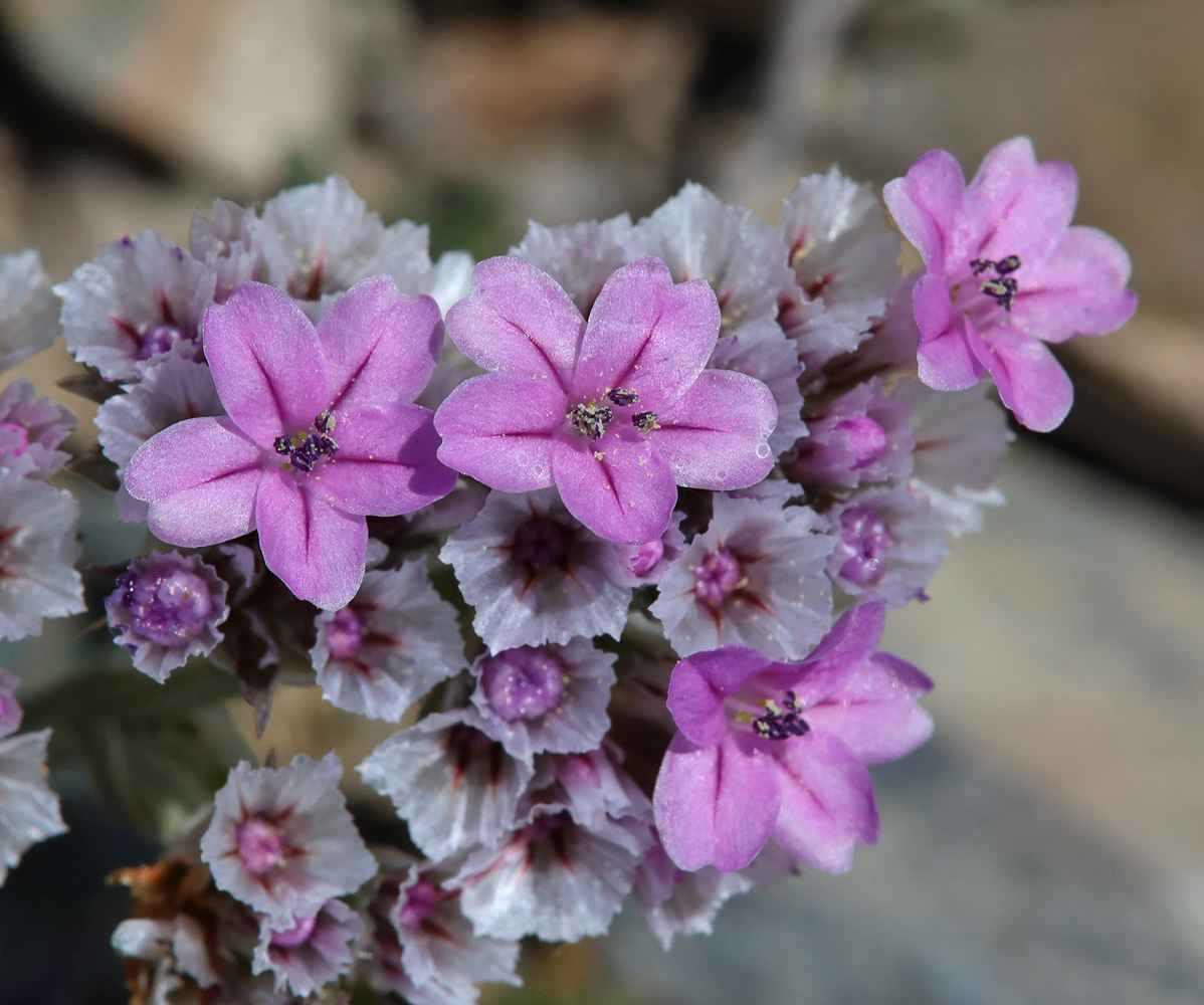 Изображение особи Goniolimon speciosum.