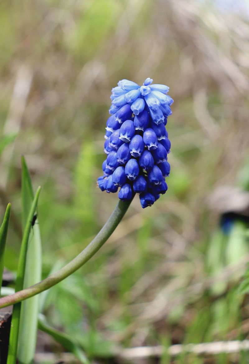 Изображение особи Muscari botryoides.