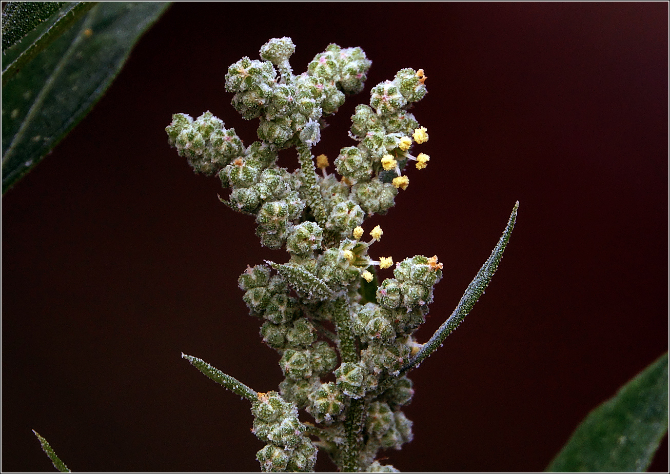 Изображение особи род Chenopodium.