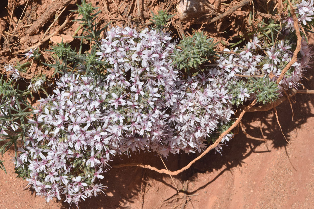 Image of Acanthophyllum pungens specimen.