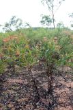 genus Banksia. Вегетирующее растение с молодыми листьями. Австралия, штат Северная Территория, графство Западный Арнем, национальный парк Kakadu, окр. Garnamar. 18.12.2010.
