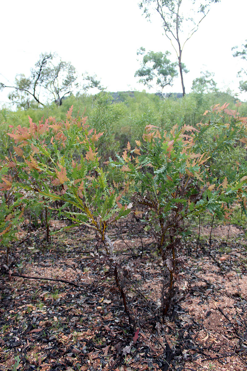 Image of genus Banksia specimen.