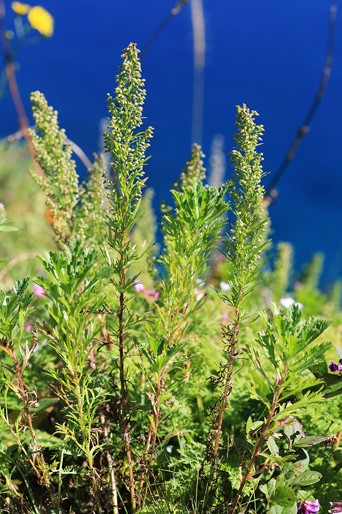 Image of Artemisia desertorum specimen.