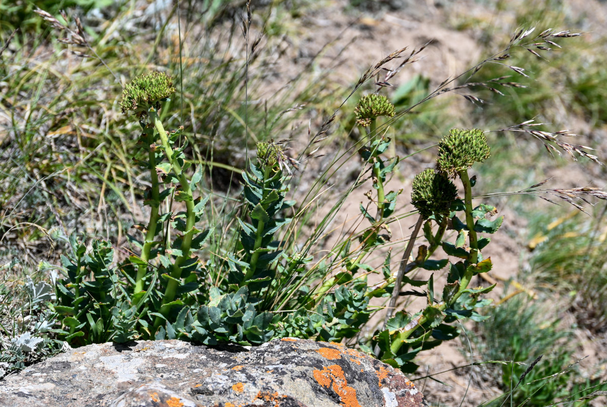 Изображение особи Rhodiola heterodonta.