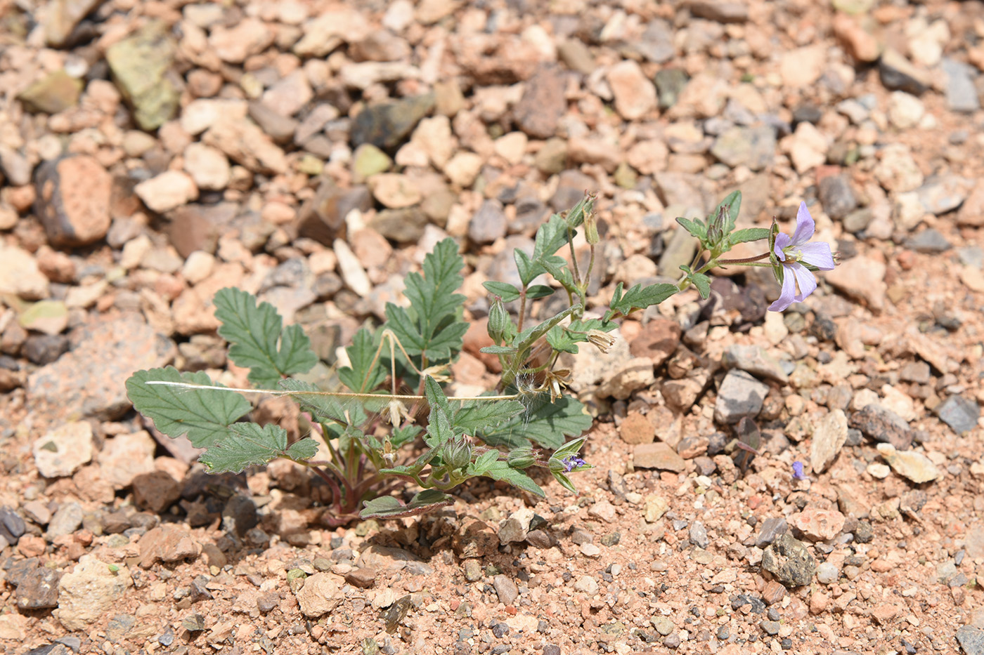 Image of Erodium oxyrhynchum specimen.