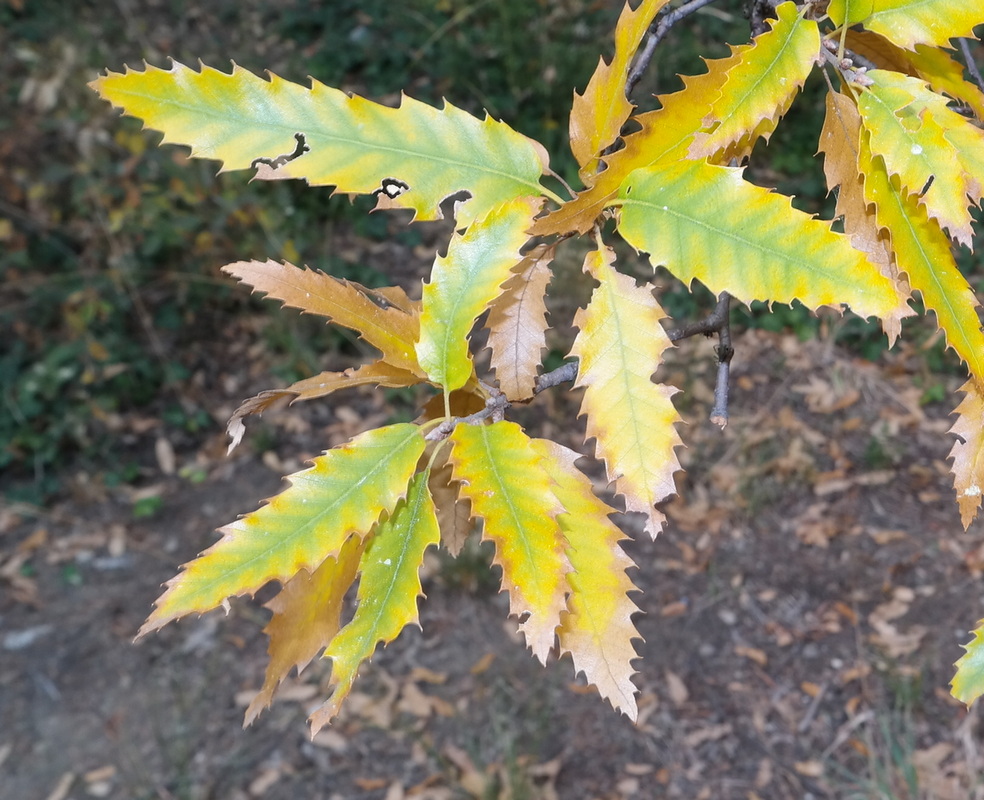 Image of Quercus libani specimen.