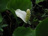 Calla palustris. Растение с завязавшимися плодами на сабельниково-белокрыльниковом болоте. Курская обл., Железногорский р-н, с. Жидеевка, ур. \"Жидеевская дача\". 9 июля 2008 г.