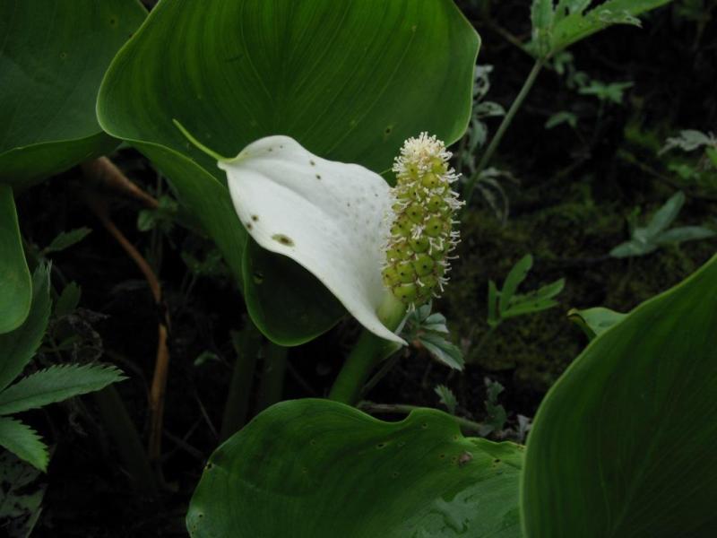 Image of Calla palustris specimen.