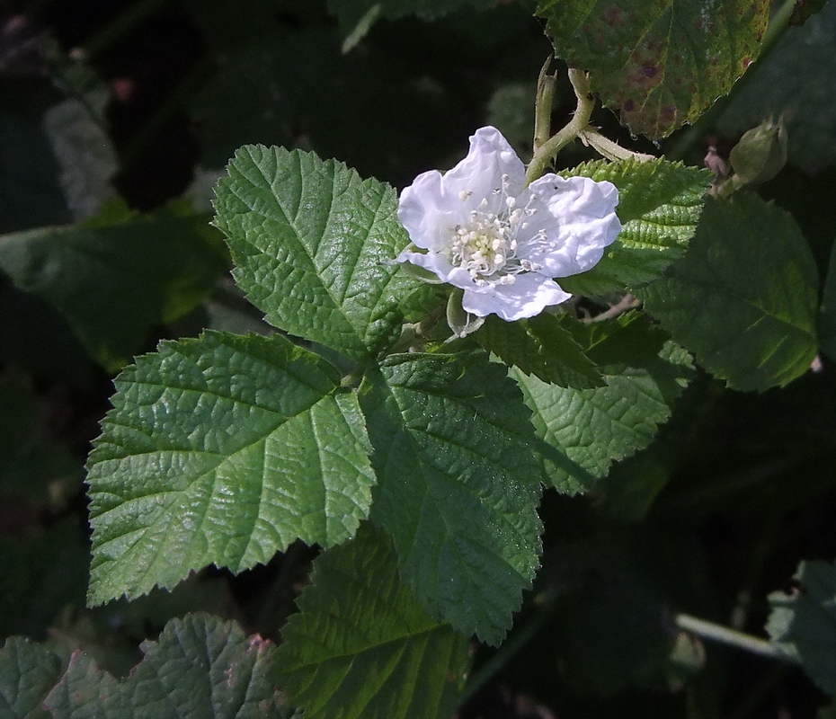 Изображение особи Rubus caesius.