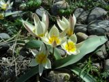 Tulipa turkestanica