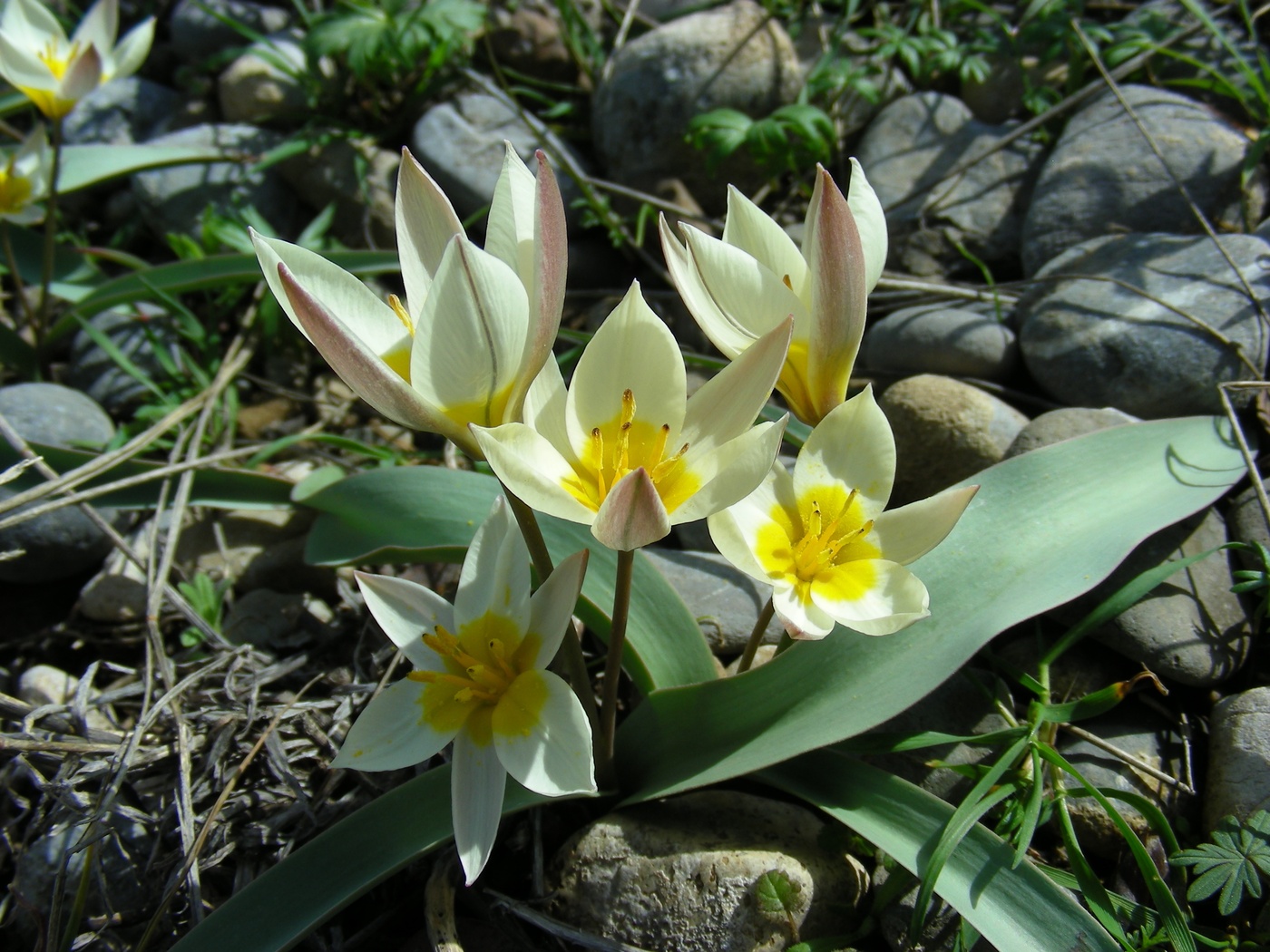 Изображение особи Tulipa turkestanica.