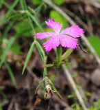 Dianthus imereticus. Цветок и плод. Абхазия, Гудаутский р-н, г. Новый Афон, Афонская гора. 27.09.2022.