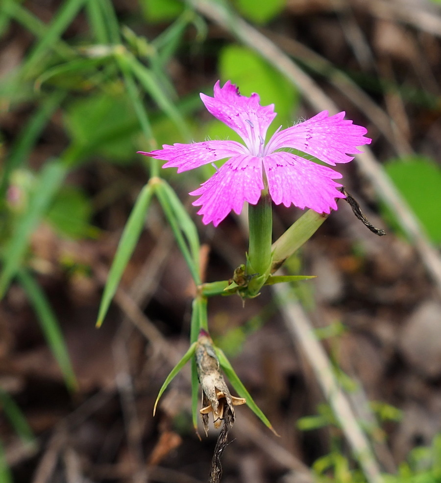 Изображение особи Dianthus imereticus.