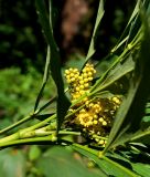 Mahonia fortunei. Часть побега с соцветиями. Абхазия, г. Сухум, Сухумский ботанический сад. 25.09.2022.