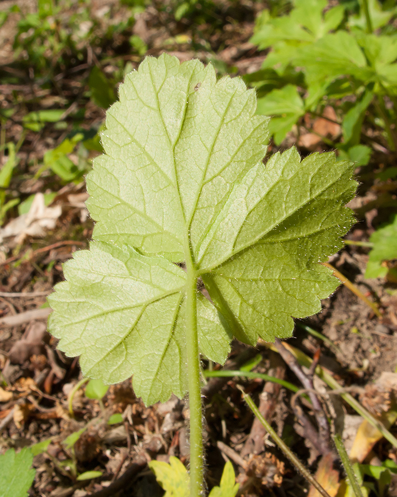 Image of Sanicula europaea specimen.