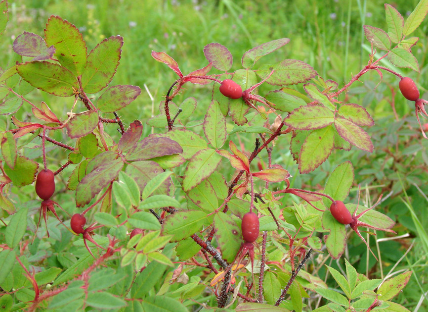 Изображение особи Rosa acicularis.