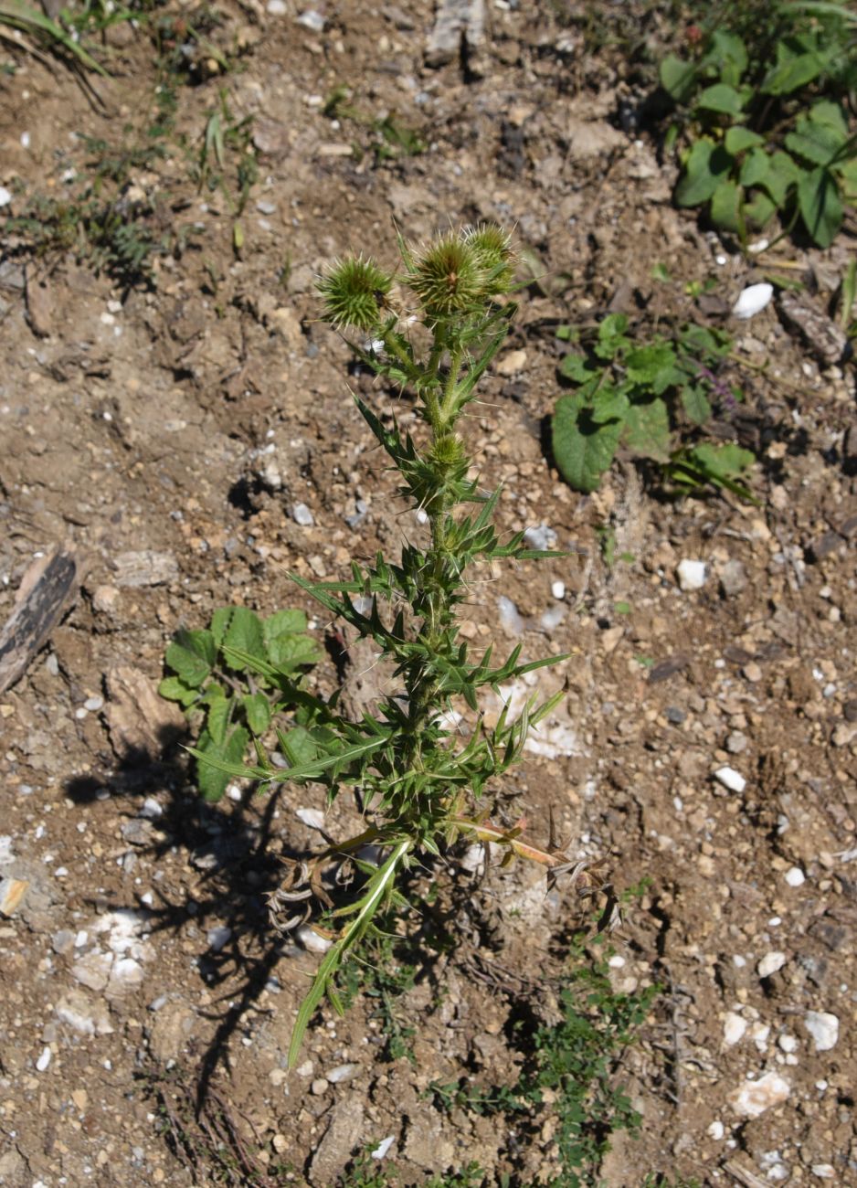 Image of genus Cirsium specimen.
