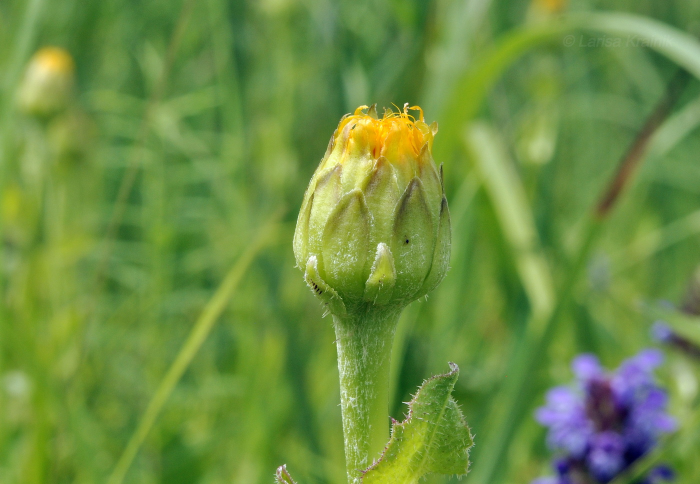 Image of Trommsdorffia ciliata specimen.