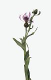 род Centaurea