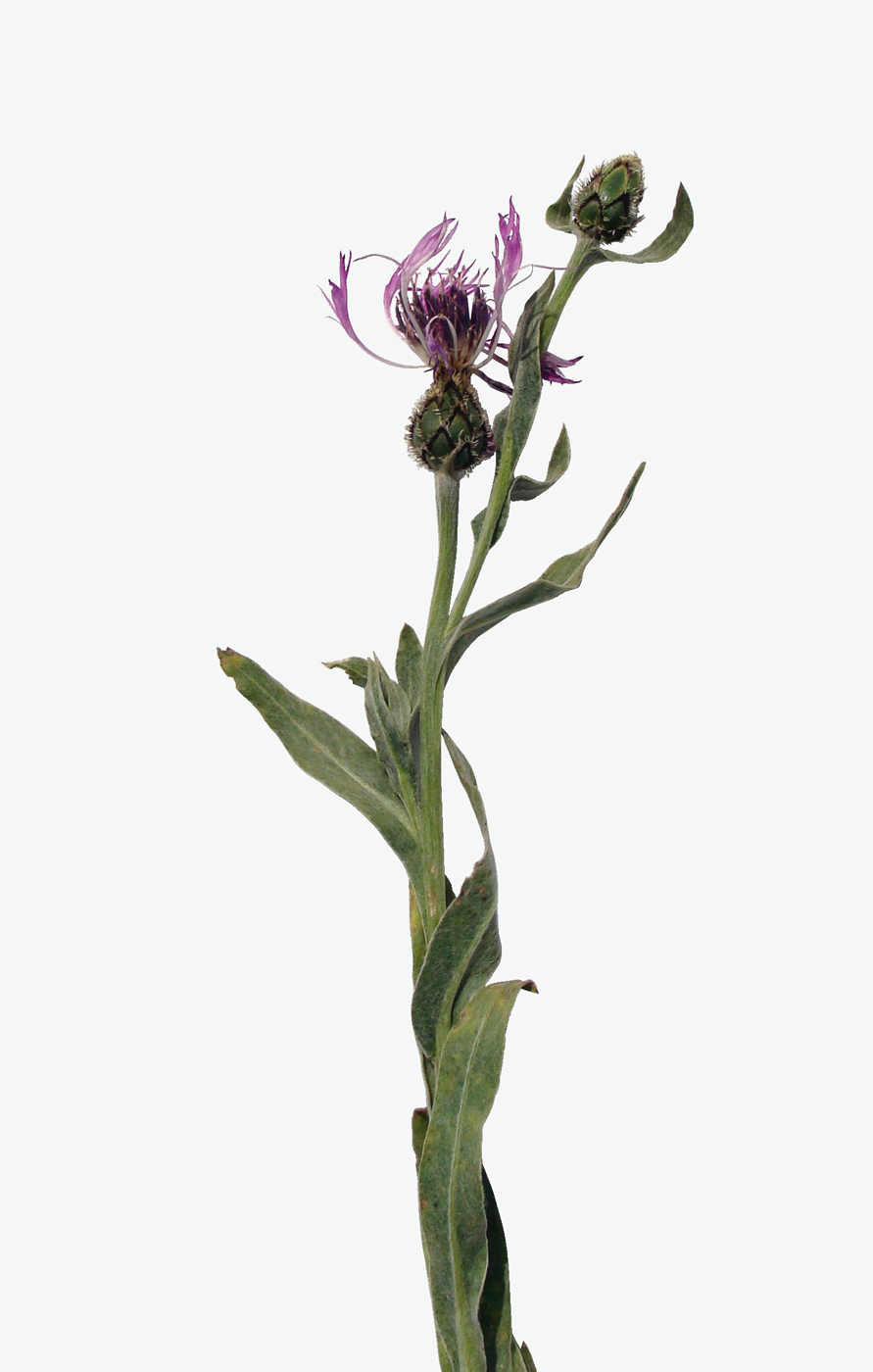 Изображение особи род Centaurea.