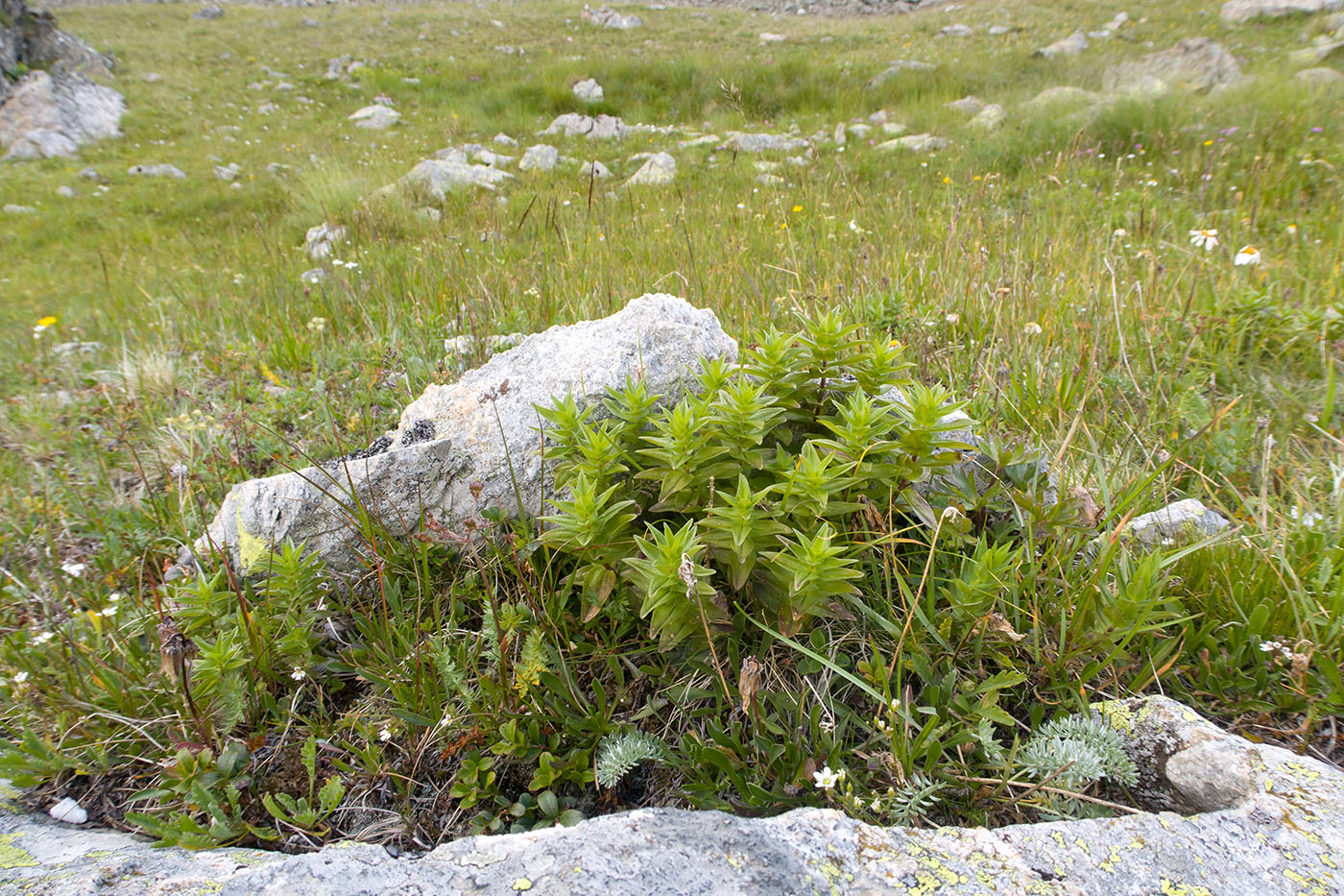 Изображение особи Gentiana septemfida.