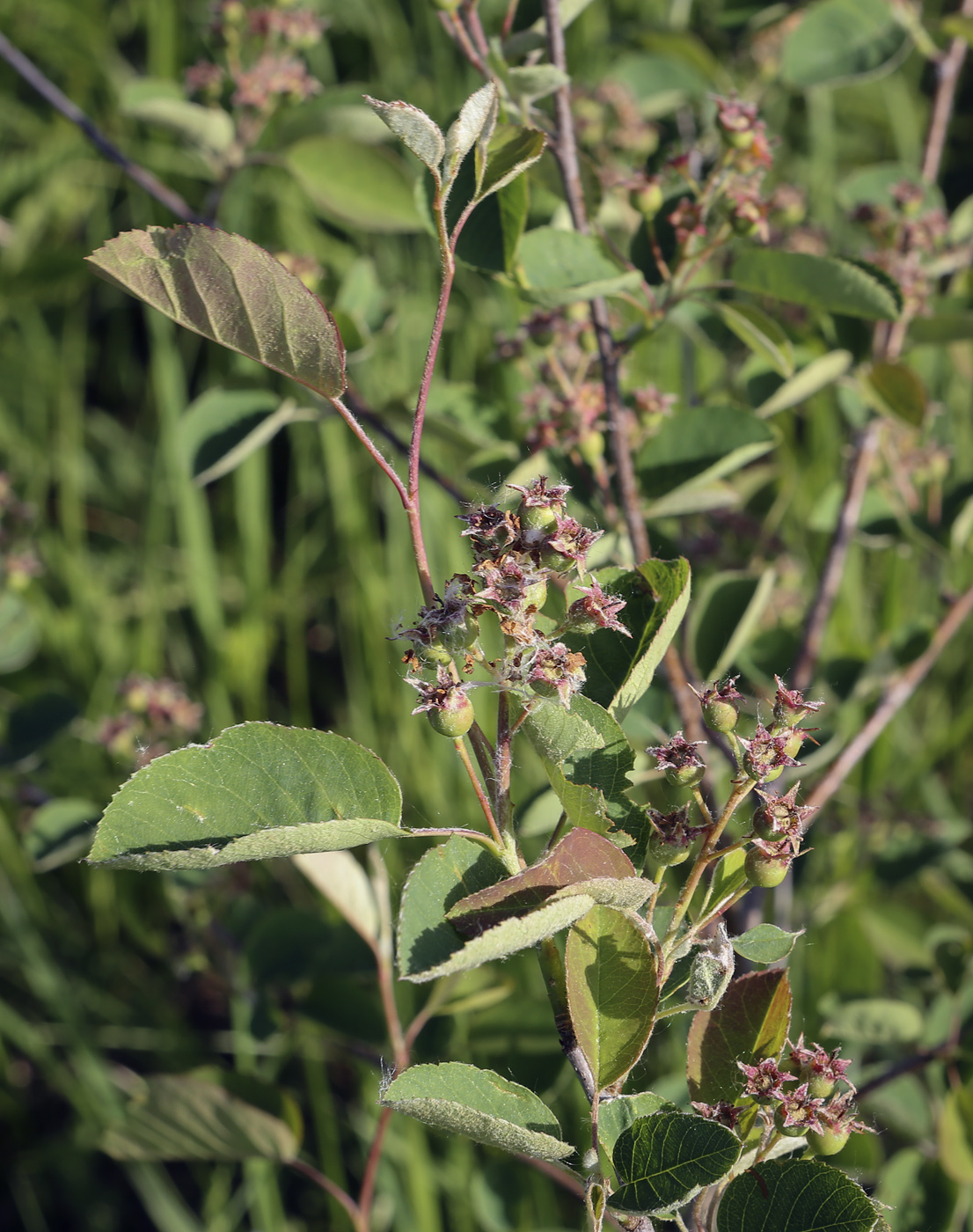 Изображение особи Amelanchier spicata.