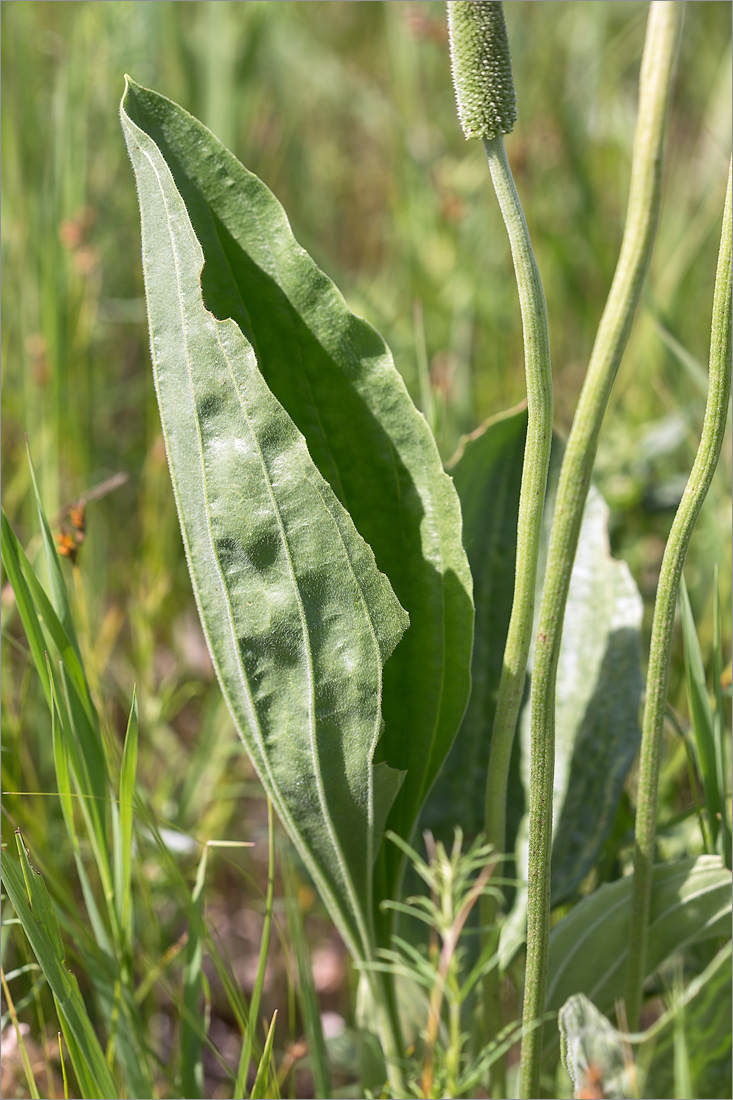 Image of Plantago maxima specimen.