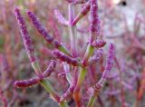 Salicornia perennans