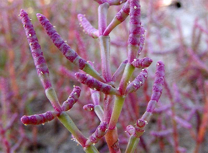 Изображение особи Salicornia perennans.