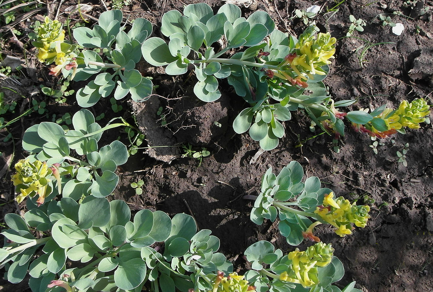 Изображение особи Corydalis sewerzowii.