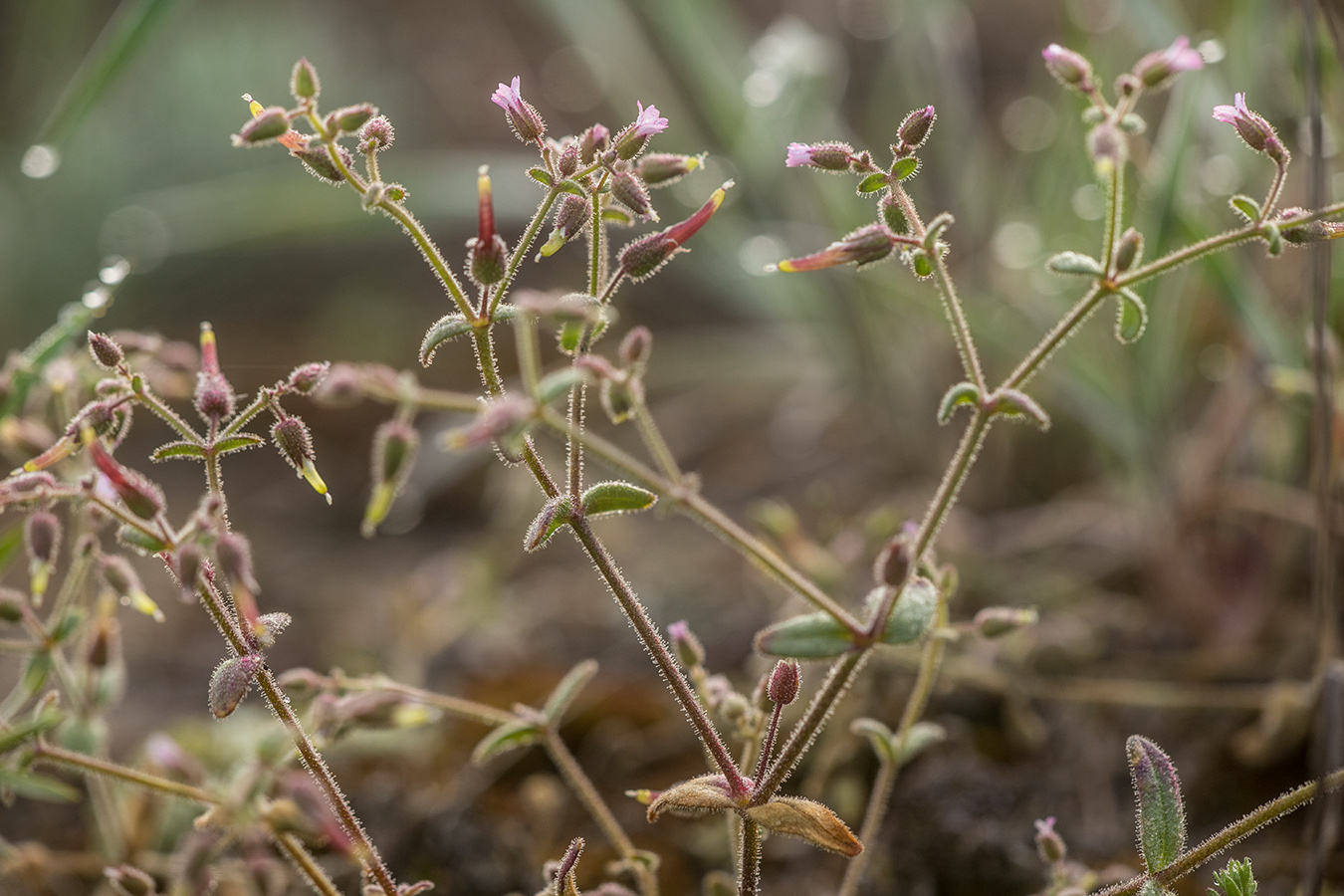 Image of Cerastium schmalhausenii specimen.