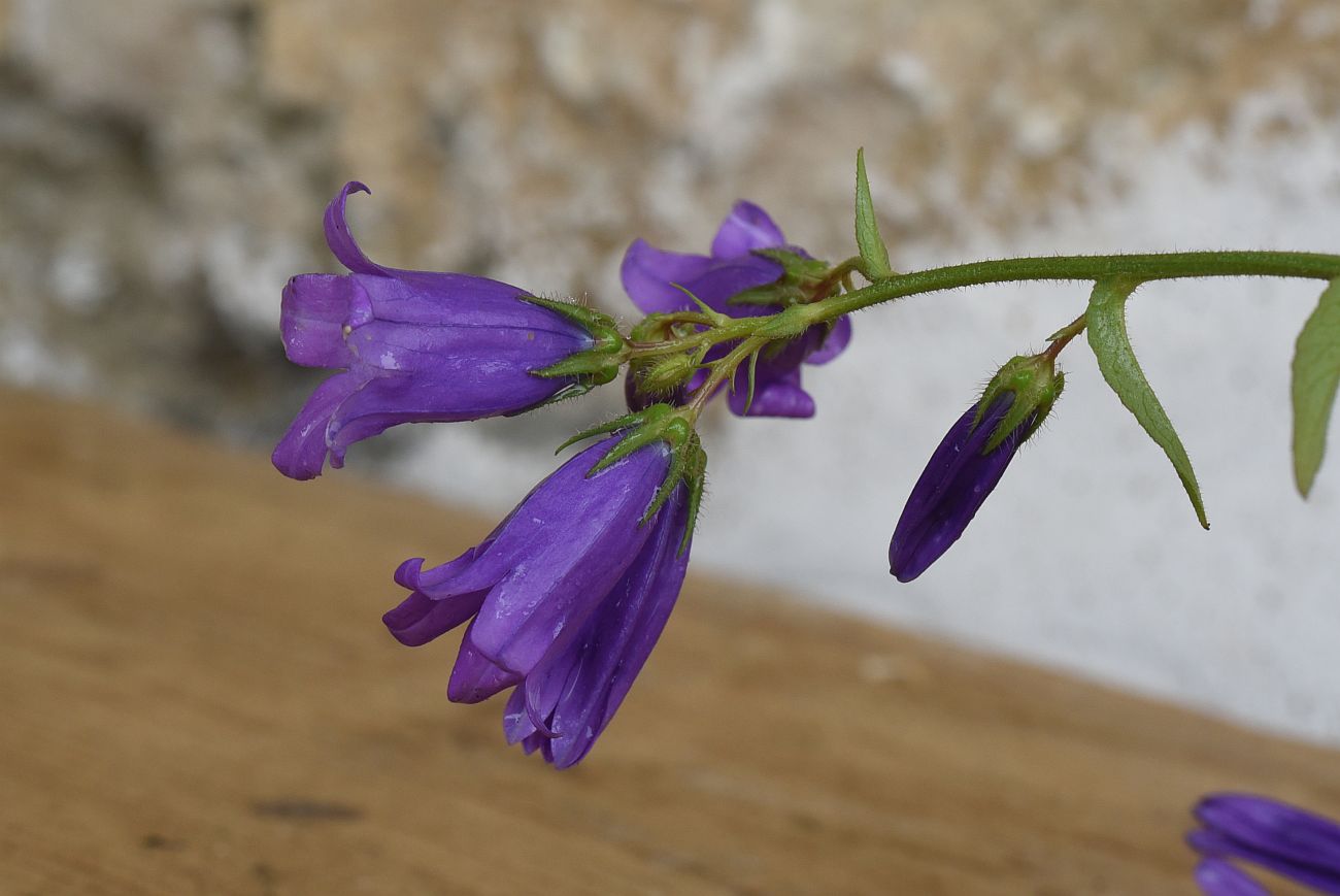 Изображение особи Campanula hohenackeri var. darialica.