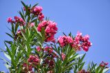 Nerium oleander. Верхушки ветвей с соцветиями с махровыми цветками. Египет, мухафаза Кена, г. Луксор, Карнакский храмовый комплекс, в культуре. 06.05.2023.