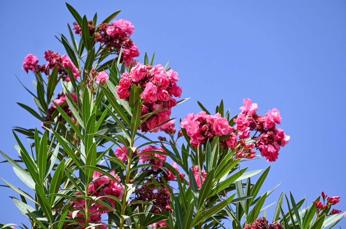 Image of Nerium oleander specimen.