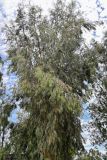 genus Eucalyptus. Крона взрослого дерева. Египет, мухафаза Асуан, храмовый комплекс Абу-Симбел, в культуре. 04.05.2023.