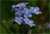 Myosotis sylvatica. Соцветия с каплями дождя на цветках. Московская обл., Раменский р-н, окр. дер. Хрипань, садовый участок. 22.05.2023.