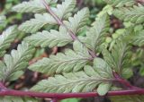 Athyrium otophorum. Фрагмент нижней стороны вайи с сорусами. Московская обл., Щёлковский р-н, в культуре. 28.06.2023.