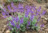 Salvia canescens разновидность daghestanica