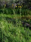 Ranunculus brevirostris