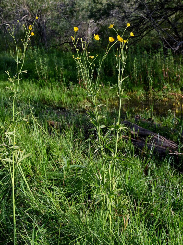 Image of Ranunculus brevirostris specimen.