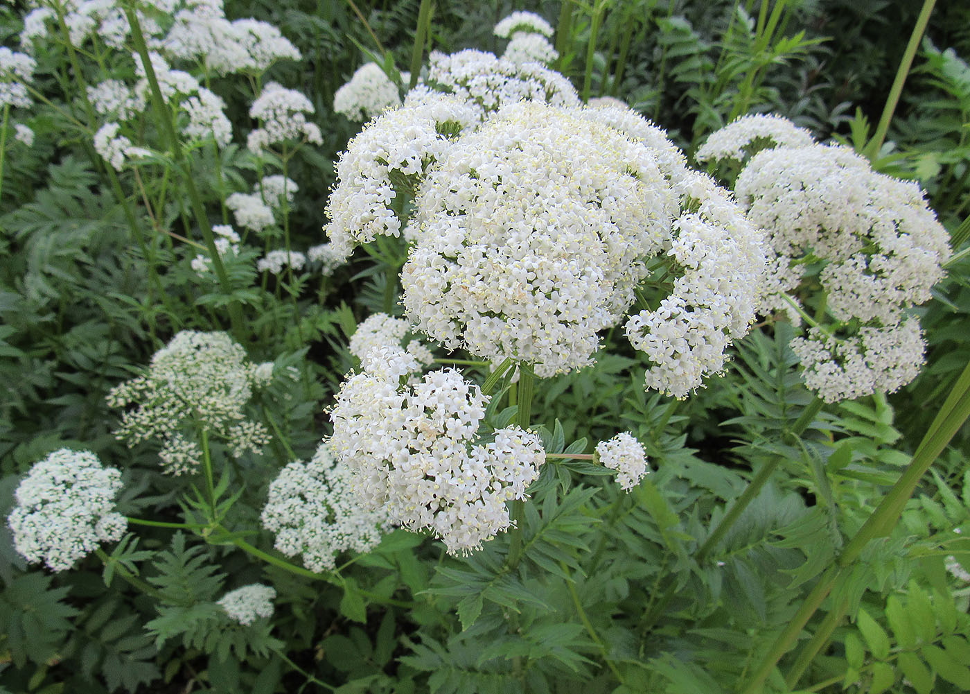 Изображение особи Valeriana officinalis.