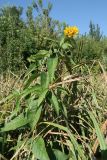 Lysimachia vulgaris