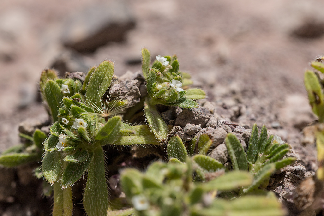 Изображение особи Trigonocaryum involucratum.