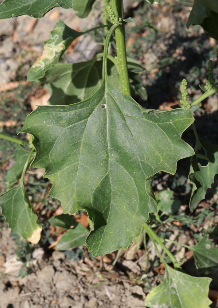 Image of Oxybasis urbica specimen.