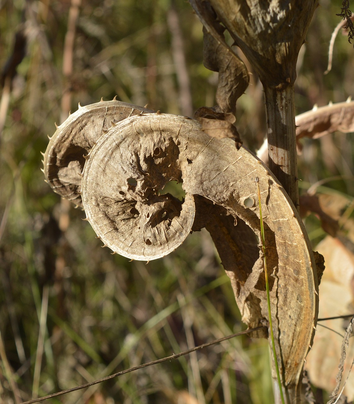 Image of Dipsacus fullonum specimen.