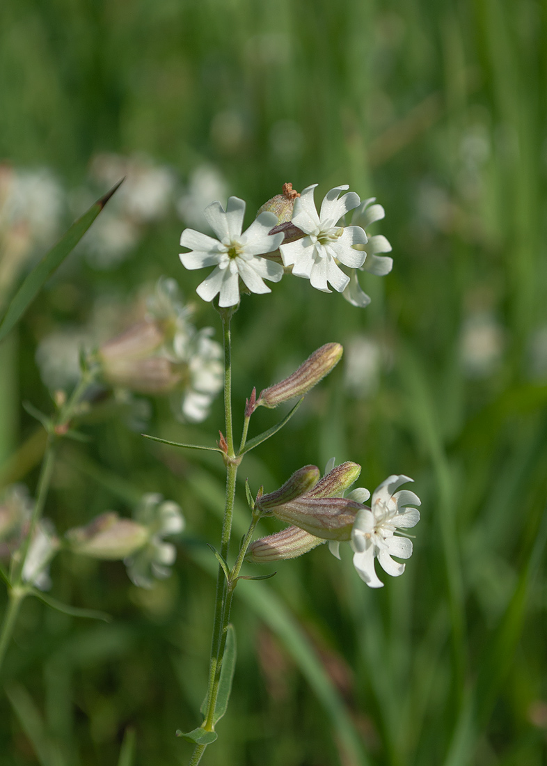 Изображение особи Silene amoena.